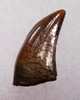 DT6-250 - CHOICE QUALITY ACHERORAPTOR DROMAEOSAUR "RAPTOR" DINOSAUR TOOTH