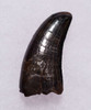 DT18-092 - ROBUST INTACT NANOTYRANNUS TYRANNOSAUR DINOSAUR TOOTH