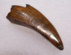 DT18-095 - RARE UNBROKEN LARGE DASPLETOSAURUS TYRANNOSAUR TOOTH