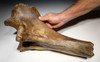 LMX162 - HUMAN BUTCHERED BONE OF A WOOLLY MAMMOTH WITH OBVIOUS CUT MARKS ON END