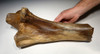 LMX162 - HUMAN BUTCHERED BONE OF A WOOLLY MAMMOTH WITH OBVIOUS CUT MARKS ON END