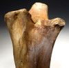 LMX162 - HUMAN BUTCHERED BONE OF A WOOLLY MAMMOTH WITH OBVIOUS CUT MARKS ON END