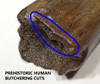 LMX162 - HUMAN BUTCHERED BONE OF A WOOLLY MAMMOTH WITH OBVIOUS CUT MARKS ON END