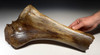 LMX162 - HUMAN BUTCHERED BONE OF A WOOLLY MAMMOTH WITH OBVIOUS CUT MARKS ON END