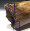 LMX162 - HUMAN BUTCHERED BONE OF A WOOLLY MAMMOTH WITH OBVIOUS CUT MARKS ON END