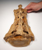 LMX140 - RARE LARGE WOOLLY MAMMOTH FOSSIL SACRUM BONE OF THE FINEST PRESERVATION