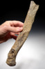 LMX104 - ULTRA RARE CAVE LION FOSSIL RADIUS ARM BONE FROM EUROPE