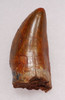 DT2-065 - SUPREME GRADE UNBROKEN 2.25 INCH CARCHARODONTOSAURUS DINOSAUR FOSSIL TOOTH FROM THE FRONT OF THE JAW