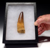 DT5-167 - EXTREMELY RARE UNBROKEN 4.5 INCH SPINOSAURUS TOOTH FROM ENORMOUS DINOSAUR
