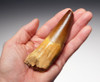 DT5-167 - EXTREMELY RARE UNBROKEN 4.5 INCH SPINOSAURUS TOOTH FROM ENORMOUS DINOSAUR