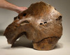 LMX160 - MUSEUM CLASS LARGE WOOLLY MAMMOTH PARTIAL SKULL WITH COMPLETE MAXILLA AND ORIGINAL MOLAR TEETH