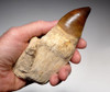 DT1XX02 - LARGE MOSASAUR TOOTH WITH ORIGINAL ROOT AND JAW BONE