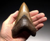 SH6-351 - CHOICE GRADE 5.35 INCH LOWER MEGALODON FOSSIL SHARK TOOTH WITH GOLD ENAMEL