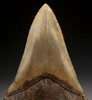 SH6-351 - CHOICE GRADE 5.35 INCH LOWER MEGALODON FOSSIL SHARK TOOTH WITH GOLD ENAMEL