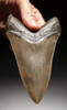 SH6-351 - CHOICE GRADE 5.35 INCH LOWER MEGALODON FOSSIL SHARK TOOTH WITH GOLD ENAMEL