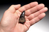 DT18-098 - UNBROKEN TYRANNOSAURUS REX 2.1 INCH TOOTH WITH SHARP SERRATIONS