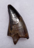 DT18-098 - UNBROKEN TYRANNOSAURUS REX 2.1 INCH TOOTH WITH SHARP SERRATIONS