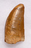 DT2-066 - LARGEST MEAT-EATING DINOSAUR CARCHARODONTOSAURUS FOSSIL TOOTH