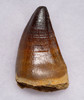 DT1-119  - GIANT 2.75 INCH FINEST GRADE MOSASAUR TOOTH