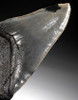 SH6-291 -  INVESTMENT CLASS NEARLY 6 INCH MEGALODON SHARK TOOTH