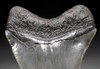 SH6-291 -  INVESTMENT CLASS NEARLY 6 INCH MEGALODON SHARK TOOTH