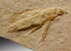 BU015 - JURASSIC PSEUDOSIREX WASP FOSSIL INSECT ON SOLNHOFEN LIMESTONE WITH BOTH PLATES