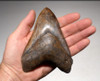SH6-287 -  LARGE 5.3 INCH MEGALODON SHARK TOOTH WITH STEEL GRAY AND COPPER REFLECTIVE ENAMEL
