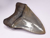 SH6-279 - FINEST INVESTMENT GRADE 3.9 INCH MEGALODON SHARK TOOTH WITH STUNNING PRESERVATION