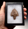 AT081 - EXTREMELY FINE SYMMETRICAL LARGE MIDDLE PALEOLITHIC ATERIAN TANGED POINT - OLDEST KNOWN ARROWHEAD