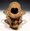 LMX183 - ULTRA-RARE ICE AGE FOSSIL BADGER SKULL WITH ORIGINAL MANDIBLE FOUND IN BELGIAN CAVE