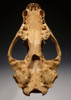 LMX183 - ULTRA-RARE ICE AGE FOSSIL BADGER SKULL WITH ORIGINAL MANDIBLE FOUND IN BELGIAN CAVE