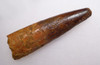 DT5-065 - MONSTER-SIZE 4.5 INCH SPINOSAURUS DINOSAUR TOOTH FROM A HUGE DINOSAUR