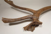 LMX185 - EXTREMELY RARE LEFT AND RIGHT EUROPEAN ICE AGE FOSSIL REINDEER ANTLERS WITH PARTIAL SKULL