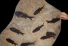 F143 - LARGE MULTIPLE PARAMBLYPTERUS PERMIAN FISH FOSSIL FROM BEFORE THE DINOSAURS