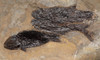 F143 - LARGE MULTIPLE PARAMBLYPTERUS PERMIAN FISH FOSSIL FROM BEFORE THE DINOSAURS