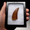 DT2-078 - LARGEST MEAT-EATING DINOSAUR CARCHARODONTOSAURUS FOSSIL TOOTH COMPOSITE