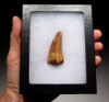 DT2-073 - CARCHARODONTOSAURUS FOSSIL DINOSAUR TOOTH