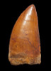 DT2-077 - CHOICE QUALITY 2.5 INCH GOLDEN CARCHARODONTOSAURUS FOSSIL DINOSAUR TOOTH