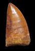 DT2-077 - CHOICE QUALITY 2.5 INCH GOLDEN CARCHARODONTOSAURUS FOSSIL DINOSAUR TOOTH