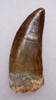 DT2-050 - INVESTMENT GRADE 2.7 INCH UNBROKEN CARCHARODONTOSAURUS DINOSAUR TOOTH