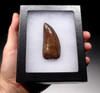 DT2-045 - CHOICE QUALITY UNBROKEN 2.95 INCH CARCHARODONTOSAURUS DINOSAUR TOOTH