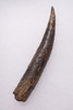 WH016 - INTACT AND COMPLETE FOSSIL ODONTOCETE WHALE TOOTH WITH SHARP TIP AND HOLLOW ROOT