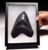 SH6-349 -  INVESTMENT CLASS NEARLY 6 INCH MEGALODON SHARK TOOTH WITH MIDNIGHT BLACK MOTTLED ENAMEL