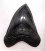 SH6-349 -  INVESTMENT CLASS NEARLY 6 INCH MEGALODON SHARK TOOTH WITH MIDNIGHT BLACK MOTTLED ENAMEL