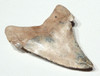 SHX010 - RARE BLUE, GOLD AND WHITE ANGUSTIDENS SHARK TOOTH FROM SUMMERVILLE