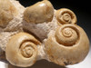 GA054 - LARGE NATURAL JURASSIC SEA SNAIL FOSSIL GROUP FROM FRANCE