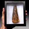 MASSIVE 4.5 INCH SPINOSAURUS TOOTH FROM A HUGE DINOSAUR *DT5-285