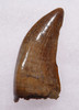 DT18-101 - CHOICE GRADE INTACT NANOTYRANNUS TYRANNOSAUR DINOSAUR FOSSIL TOOTH