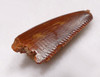 DT6-262 - FINE GRADE INTACT DROMAEOSAUR " RAPTOR " DINOSAUR TOOTH 