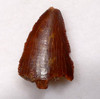 DT6-262 - FINE GRADE INTACT DROMAEOSAUR " RAPTOR " DINOSAUR TOOTH 